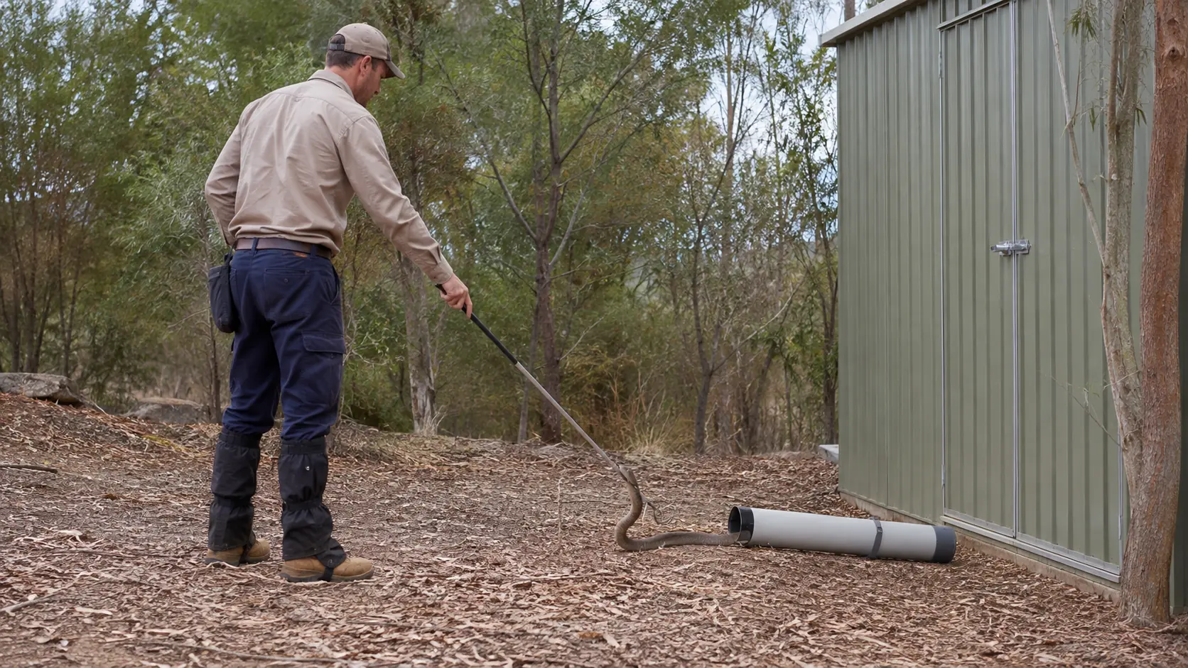 A catcher lifts a snake with a hook beside a shed in an Australian backyard