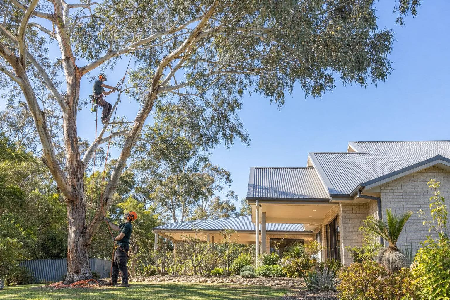 Tree Removal & Arborist