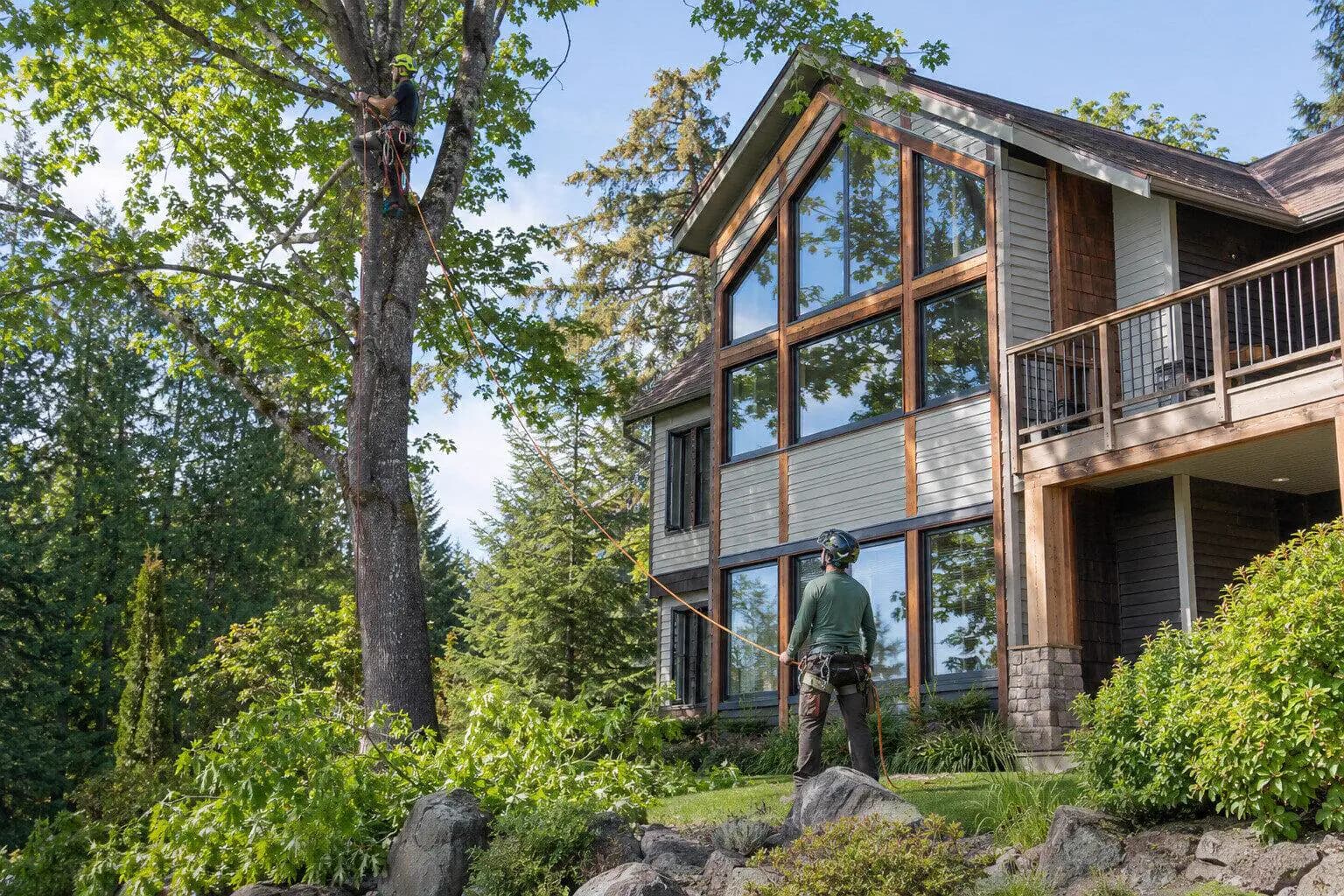 Tree Removal & Arborist