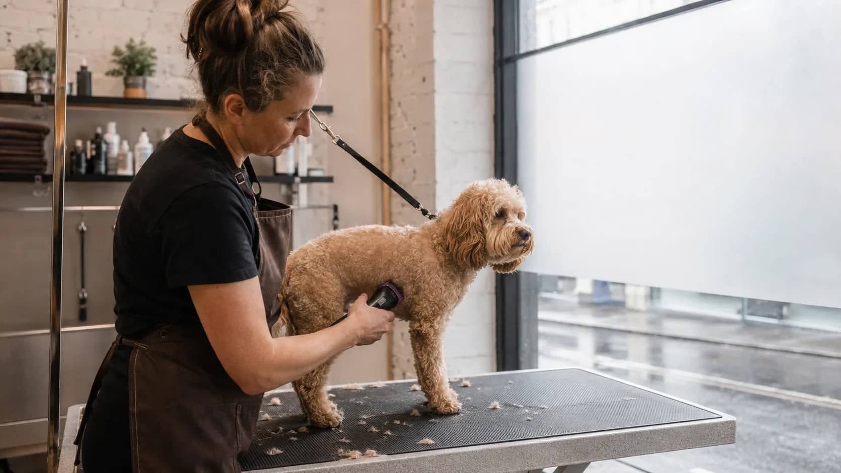 A groomer clips a cockapoo on a table in a British grooming salon