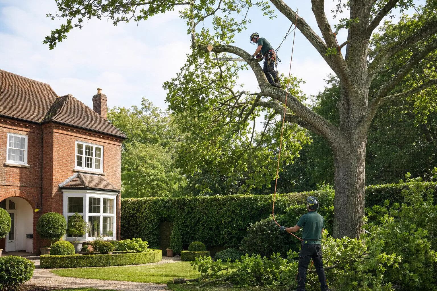 Tree Removal & Arborist