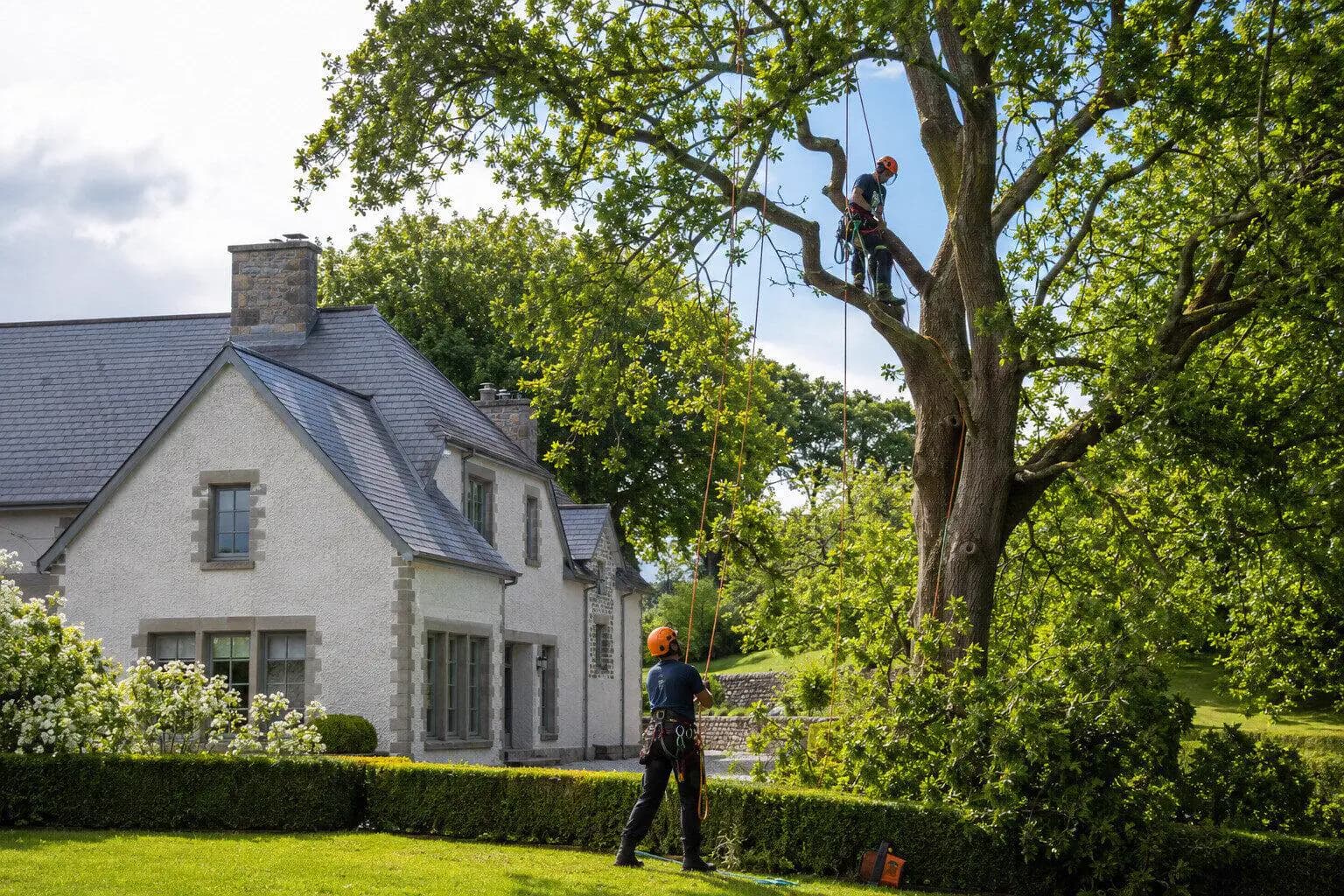Tree Removal & Arborist