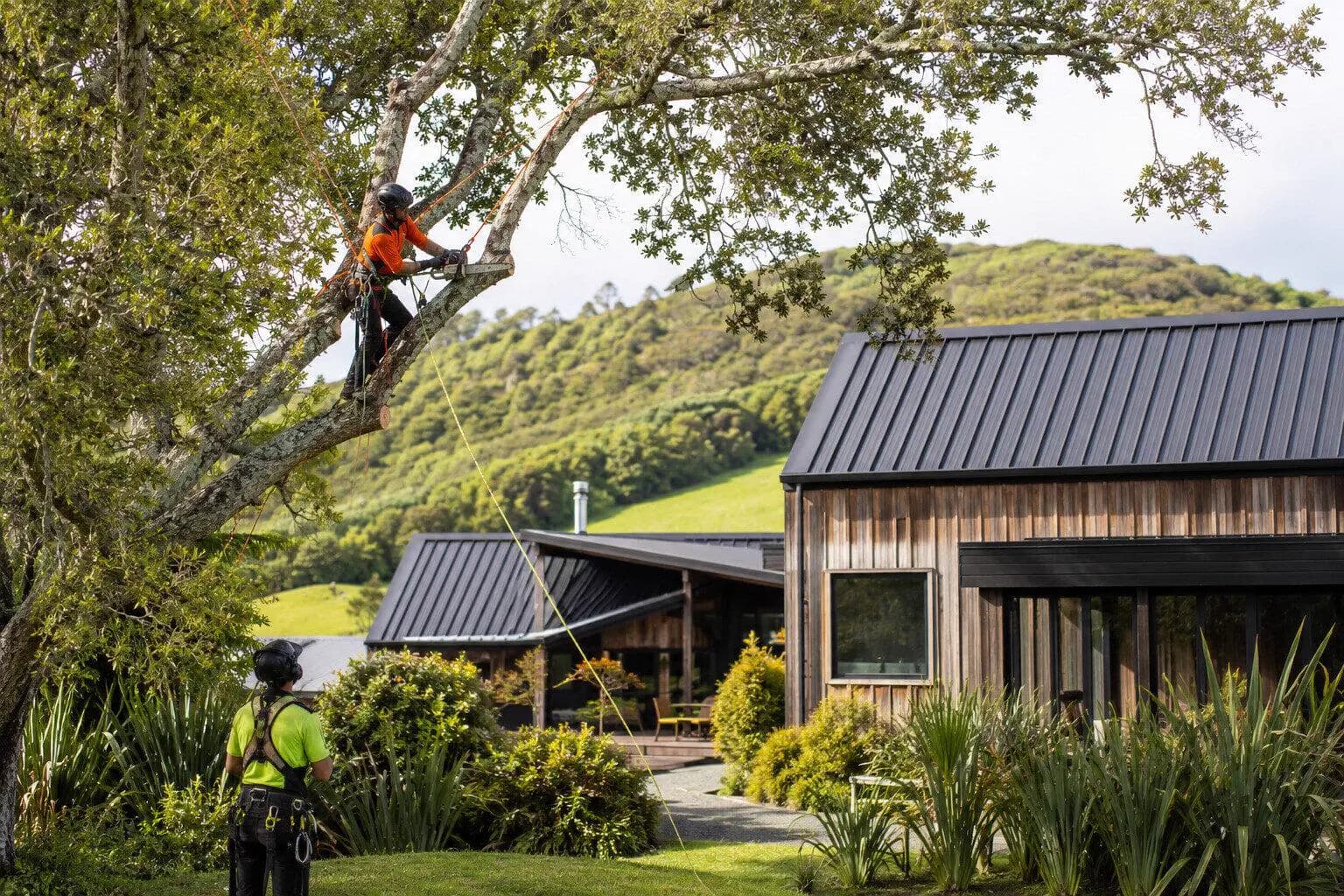 Tree Removal & Arborist