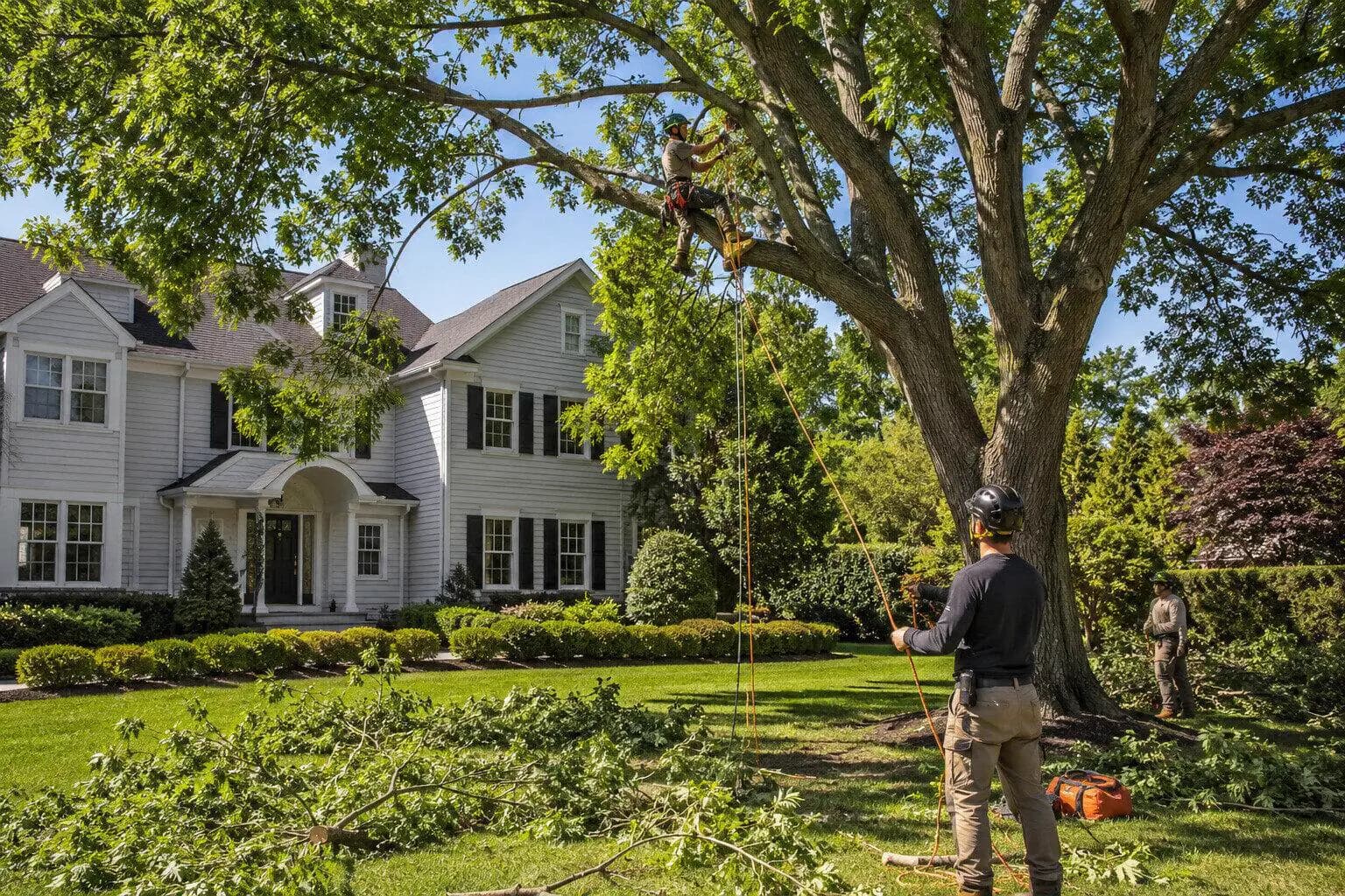 Tree Removal & Arborist